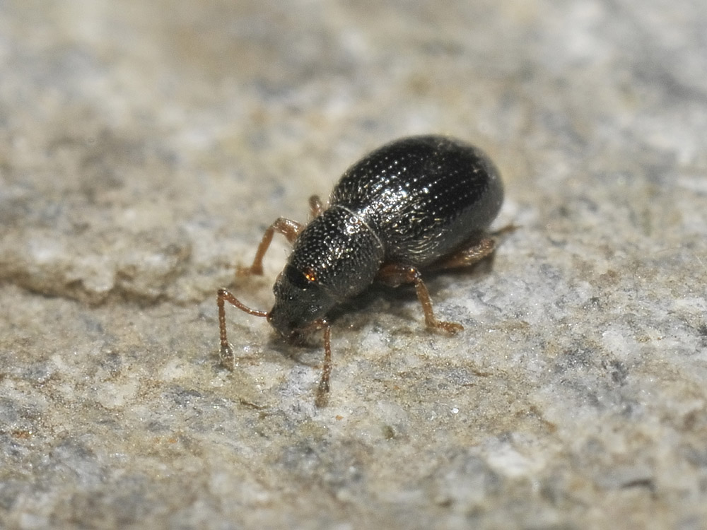 Curculionidae: Exomias pellucidus pellucidus